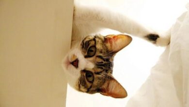 Минута отдыха Котики обожают вид с высоты Животные  Минута отдыха Котики обожают вид с высоты Животные