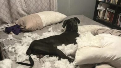 Минута отдыха Домашние любимцы, которые умеют удивлять своих хозяев Животные  Минута отдыха Домашние любимцы, которые умеют удивлять своих хозяев Животные