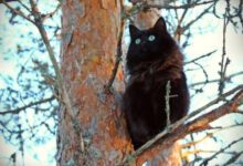 Минута отдыха Коты так любят побыть среди ветвей Животные 