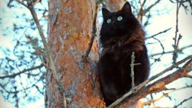 Минута отдыха Коты так любят побыть среди ветвей Животные 