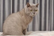 Минута отдыха Как сделать кошку доброй и ласковой: это очень просто - нужно соблюдать 5 правил Животные 