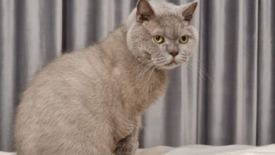 Минута отдыха Как сделать кошку доброй и ласковой: это очень просто - нужно соблюдать 5 правил Животные  Минута отдыха Как сделать кошку доброй и ласковой: это очень просто - нужно соблюдать 5 правил Животные