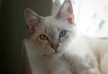 Минута отдыха Почему кошек нервируют закрытые двери: ученые объяснили причину беспокойства Животные 