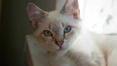 Минута отдыха Почему кошек нервируют закрытые двери: ученые объяснили причину беспокойства Животные 