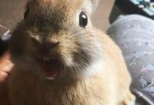 Минута отдыха Такие милые и смешные животные, вам придётся сдаться перед их обаянием Животные 