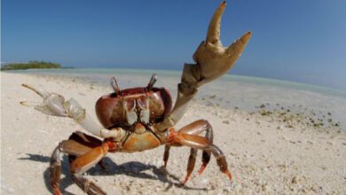 Минута отдыха Почему крабы ходят боком? Интересное 