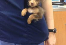 Минута отдыха Животные, которые вписались в разные человеческие вещи Животные 