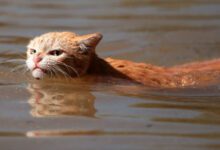 Минута отдыха Почему большинство кошек боится воды? Интересное 