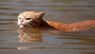 Минута отдыха Почему большинство кошек боится воды? Интересное  Минута отдыха Почему большинство кошек боится воды? Интересное