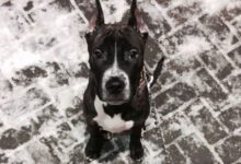 Минута отдыха Как понять, что ваша собака счастлива: это очень просто - обратите внимание на 5 признаков Животные 