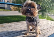 Минута отдыха 5 вещей, которые ваша собака знает о вас: вы удивитесь Животные 