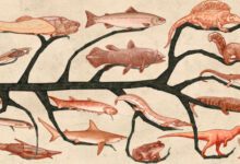 Минута отдыха Когда в эволюции животных появился сон? Интересное 