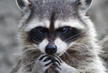 Минута отдыха Внешний вид этих животных говорит о каких-то коварных замыслах Животные 