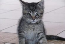 Минута отдыха Что нужно знать о содержании бенгальских кошек: многие разочаровываются Животные 