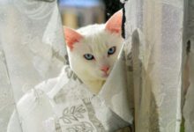 Минута отдыха Кошки попробовали себя в дизайне интерьеров и сделали это хорошо Животные 