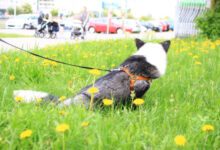 Минута отдыха Как выбрать корм для собаки: эксперты назвали 3 главных правила Животные 