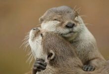 Минута отдыха Милые объятия животных, которые растопят ваше сердце Животные 