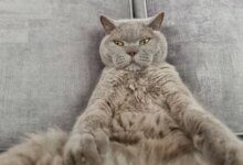 Минута отдыха Почему кошки так любят играть с лазером: причина – на поверхности Животные 