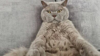 Минута отдыха Почему кошки так любят играть с лазером: причина – на поверхности Животные  Минута отдыха Почему кошки так любят играть с лазером: причина – на поверхности Животные