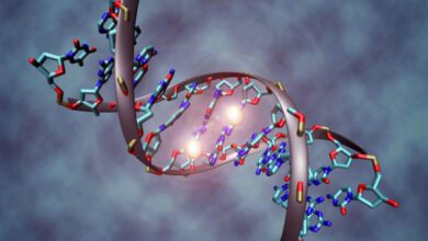 Минута отдыха Отличаются ли ДНК близнецов? Интересное 