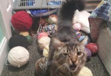 Минута отдыха Хулиганские проделки пушистиков, после которых хочется простить и обнять Животные 