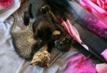 Минута отдыха Как правильно использовать шампунь от блох для кота: из-за ошибки средство не подействует Животные 