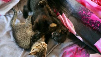 Минута отдыха Как правильно использовать шампунь от блох для кота: из-за ошибки средство не подействует Животные 