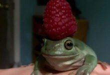 Минута отдыха Непосредственность и очарование пучеглазых амфибий на снимках Животные 