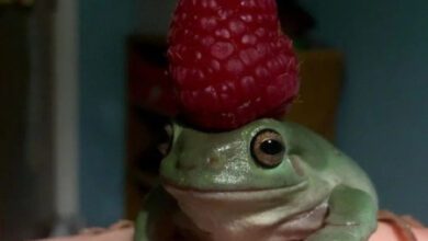 Минута отдыха Непосредственность и очарование пучеглазых амфибий на снимках Животные 