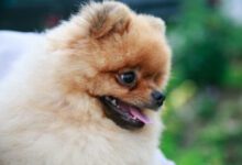 Минута отдыха Ветеринар назвал 5 пород собак, которые не подходят для содержания в доме Животные 