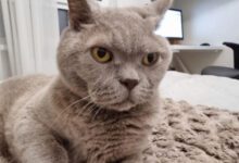 Минута отдыха Почему кошка резко перестала спать с владельцем: эксперты назвали главные причины Животные 