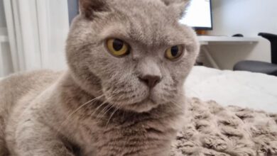 Минута отдыха Почему кошка резко перестала спать с владельцем: эксперты назвали главные причины Животные  Минута отдыха Почему кошка резко перестала спать с владельцем: эксперты назвали главные причины Животные