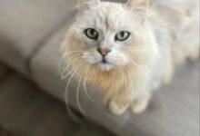 Минута отдыха Снимки очаровательных животных, нашедших свой дом и семью Животные 