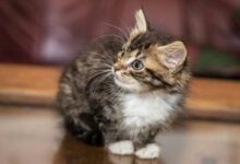 Минута отдыха Что делать, если кошка боится переноску: варианта не использовать нет  Животные 