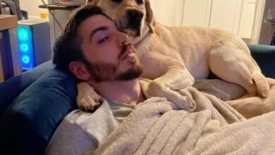 Минута отдыха Снимки весёлых животных, готовых усесться на голову Животные 