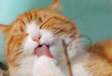 Минута отдыха Мужчина предпочёл кота Интересное 