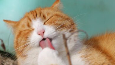 Минута отдыха Мужчина предпочёл кота Интересное  Минута отдыха Мужчина предпочёл кота Интересное