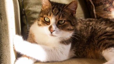 Минута отдыха Какая порода кошек считается идеальной для содержания в доме или квартире: уникальные особенности Животные  Минута отдыха Какая порода кошек считается идеальной для содержания в доме или квартире: уникальные особенности Животные