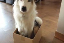 Минута отдыха Случаи удивительного перенимания кошачьих привычек собаками Животные 