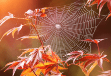 Минута отдыха Почему «бабье лето» так называется? Интересное 