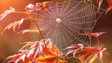 Минута отдыха Почему «бабье лето» так называется? Интересное  Минута отдыха Почему «бабье лето» так называется? Интересное