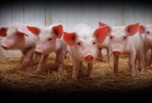 Минута отдыха Почему иудеи и мусульмане не едят свинину? Интересное 