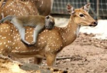 Минута отдыха Смелые животные путешествуют на необычных средствах передвижения Животные 