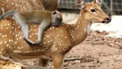 Минута отдыха Смелые животные путешествуют на необычных средствах передвижения Животные 