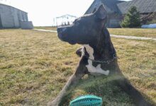 Минута отдыха Что делать, если у собаки неприятно пахнет изо рта: это не норма Животные 