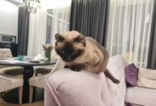 Минута отдыха Как помочь кошке адаптироваться к новому дому: эти советы должен знать каждый хозяин Животные 