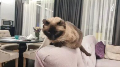 Минута отдыха Как помочь кошке адаптироваться к новому дому: эти советы должен знать каждый хозяин Животные 