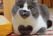 Минута отдыха Милые котики, чья нежность способна растопить самые холодные сердца Животные 