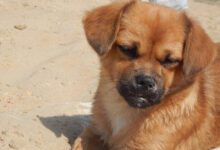 Минута отдыха Как понять, что собаке не подходит корм: 5 сигналов – следите за питомцем Животные 