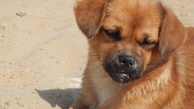 Минута отдыха Как понять, что собаке не подходит корм: 5 сигналов – следите за питомцем Животные 